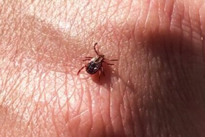 preventative-measures-can-reduce-tick-risk-on-pei.,-experts-say
