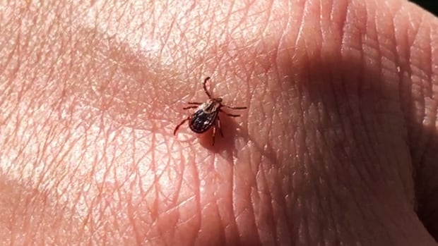 preventative-measures-can-reduce-tick-risk-on-pei.,-experts-say