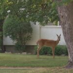 dog-owner-describes-‘unnerving’-encounter-with-aggressive-deer-in-winnipeg-neighbourhood