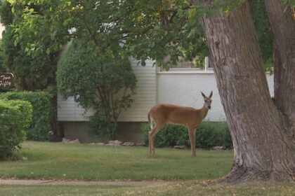 dog-owner-describes-‘unnerving’-encounter-with-aggressive-deer-in-winnipeg-neighbourhood