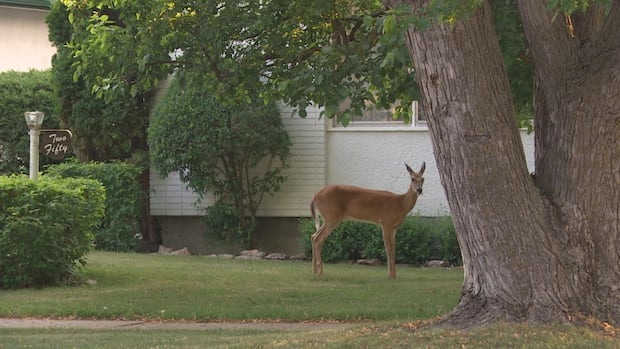 dog-owner-describes-‘unnerving’-encounter-with-aggressive-deer-in-winnipeg-neighbourhood