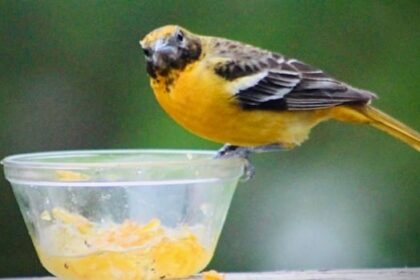 stopping-in-for-a-snack:-enjoy-these-photos-from-around-new-brunswick