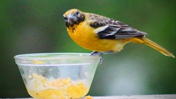 stopping-in-for-a-snack:-enjoy-these-photos-from-around-new-brunswick