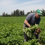 business-leaders-want-bc.-to-end-rule-they-say-hurts-farmers-and-makes-us-more-reliant-on-imported-food