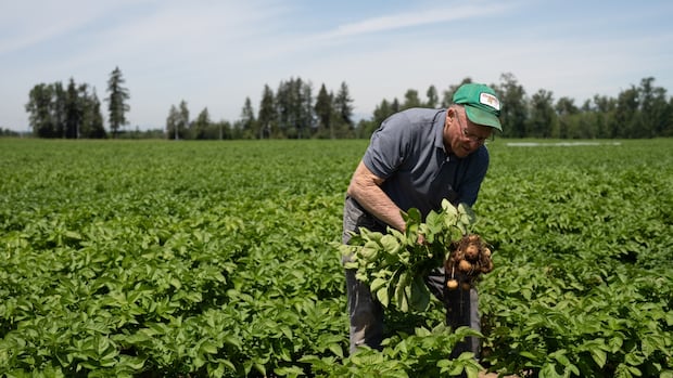 business-leaders-want-bc.-to-end-rule-they-say-hurts-farmers-and-makes-us-more-reliant-on-imported-food