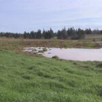 new-tool-helps-islanders-identify-wetlands-and-know-where-development-is-restricted
