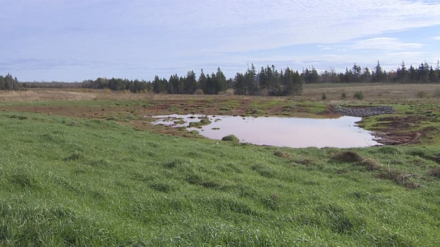 new-tool-helps-islanders-identify-wetlands-and-know-where-development-is-restricted