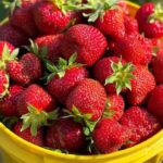 ns.-strawberry-growers-keep-watch-for-possible-fungal-disease-in-crop