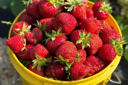 ns.-strawberry-growers-keep-watch-for-possible-fungal-disease-in-crop