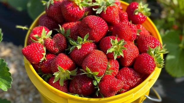 ns.-strawberry-growers-keep-watch-for-possible-fungal-disease-in-crop