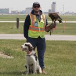 how-a-dog-and-hawk-protect-planes-in-winnipeg