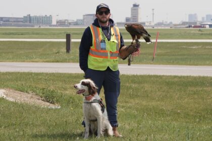 how-a-dog-and-hawk-protect-planes-in-winnipeg