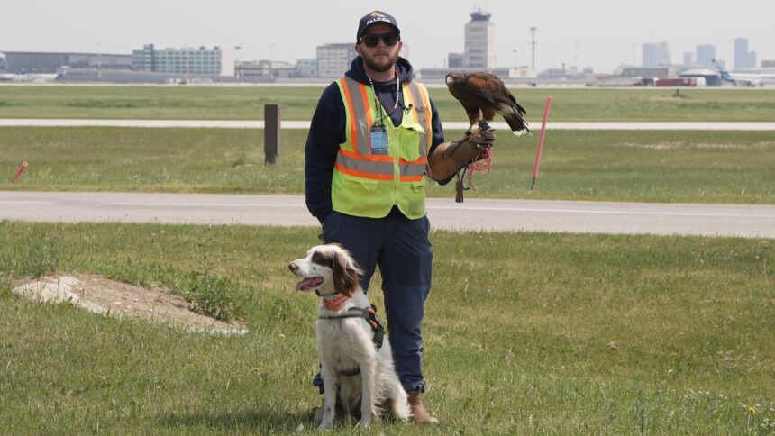how-a-dog-and-hawk-protect-planes-in-winnipeg