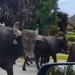 #themoment-a-water-buffalo-herd-roamed-through-surrey,-bc.