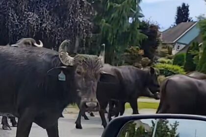 #themoment-a-water-buffalo-herd-roamed-through-surrey,-bc.