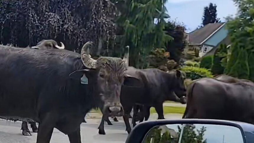 #themoment-a-water-buffalo-herd-roamed-through-surrey,-bc.