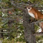 not-based-on-science:-documents-show-internal-government-scramble-to-expand-alberta-cougar-hunt