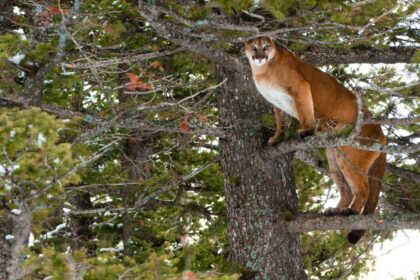 not-based-on-science:-documents-show-internal-government-scramble-to-expand-alberta-cougar-hunt