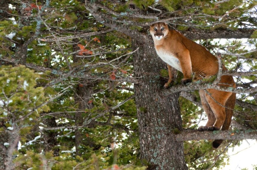 not-based-on-science:-documents-show-internal-government-scramble-to-expand-alberta-cougar-hunt