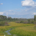 ring-of-fire-road-to-bring-prosperity-to-first-nation,-problems-for-caribou:-report