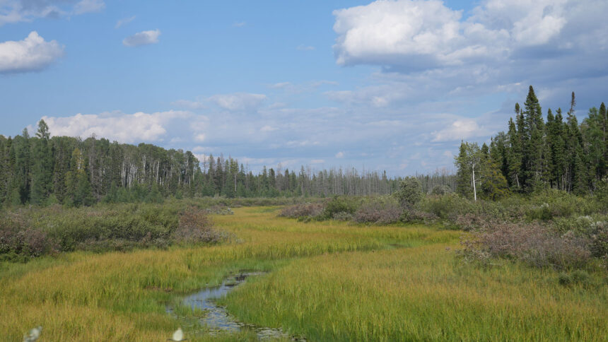 ring-of-fire-road-to-bring-prosperity-to-first-nation,-problems-for-caribou:-report