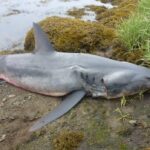 remains-of-large-shortfin-mako-shark-found-in-eastern-nova-scotia
