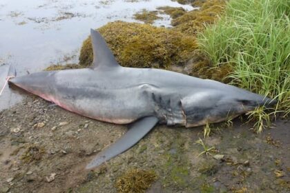 remains-of-large-shortfin-mako-shark-found-in-eastern-nova-scotia