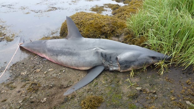 remains-of-large-shortfin-mako-shark-found-in-eastern-nova-scotia
