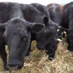 bovine-tuberculosis-case-detected-in-manitoba,-says-cfia