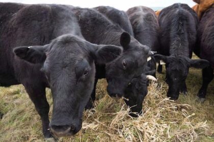 bovine-tuberculosis-case-detected-in-manitoba,-says-cfia