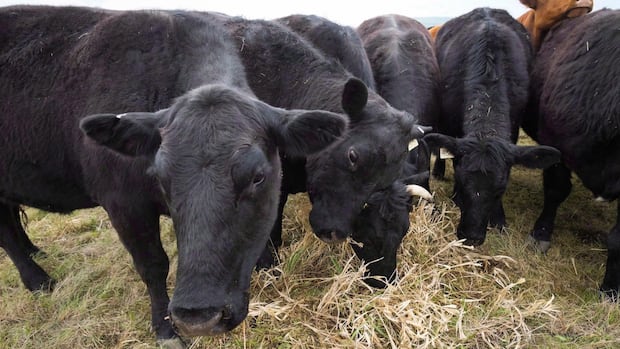 bovine-tuberculosis-case-detected-in-manitoba,-says-cfia