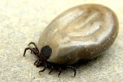 ns.-pharmacist-sees-increased-tick-worry,-early-screening-growth