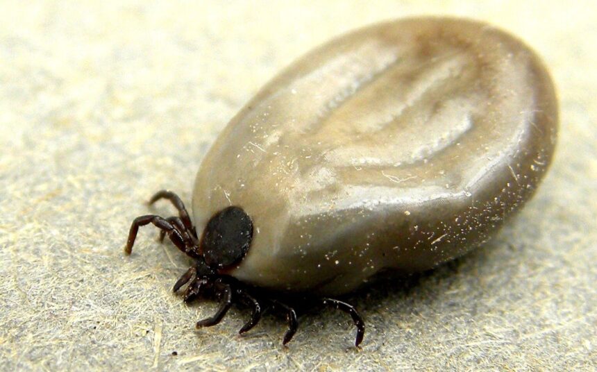 ns.-pharmacist-sees-increased-tick-worry,-early-screening-growth