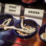 bc.-man-acquitted-of-sexual-assault-after-blaming-‘automatism’-on-magic-mushrooms