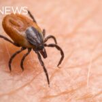 disease-carrying-ticks-are-showing-up-earlier-in-bc.,-and-in-greater-numbers