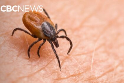 disease-carrying-ticks-are-showing-up-earlier-in-bc.,-and-in-greater-numbers