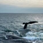 fishing-area-off-naufrage,-pei.,-being-restricted-after-entangled-right-whale-detected