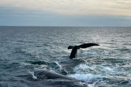 fishing-area-off-naufrage,-pei.,-being-restricted-after-entangled-right-whale-detected