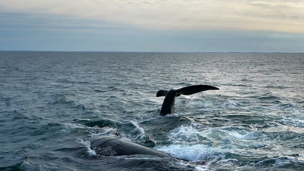 fishing-area-off-naufrage,-pei.,-being-restricted-after-entangled-right-whale-detected