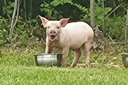 porky-pop-ins:-runaway-piglet-too-wily-for-cocagne-owners