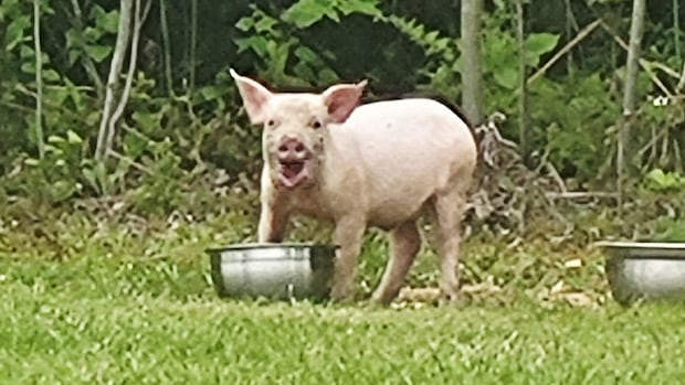 porky-pop-ins:-runaway-piglet-too-wily-for-cocagne-owners
