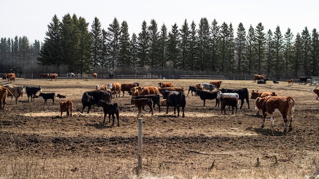 ‘desperate-for-rainfall’:-farmers,-ranchers-in-southwest-sask.-reeling-from-another-dry-year