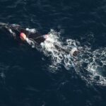 entangled-right-whale-has-pei.-fishermen’s-group-on-alert-as-lobster-season-nears-its-end