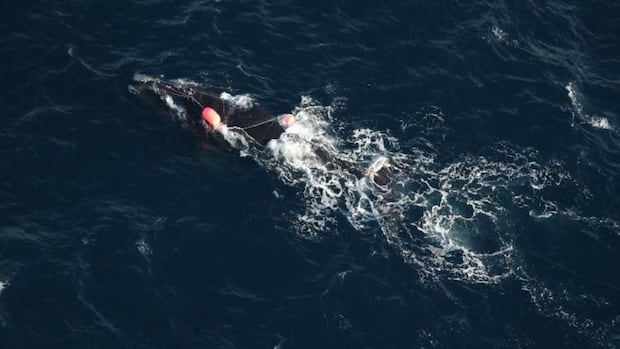 entangled-right-whale-has-pei.-fishermen’s-group-on-alert-as-lobster-season-nears-its-end