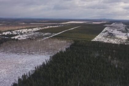 no-decision-about-us,-without-us,-say-forestry-companies