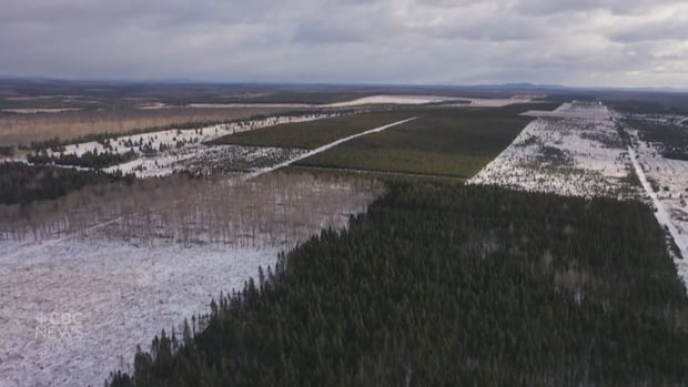 no-decision-about-us,-without-us,-say-forestry-companies