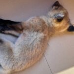 rabid-red-fox-euthanized-in-eastern-ontario