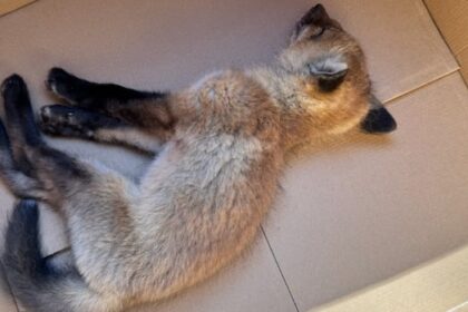 rabid-red-fox-euthanized-in-eastern-ontario