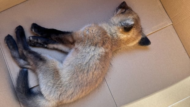 rabid-red-fox-euthanized-in-eastern-ontario