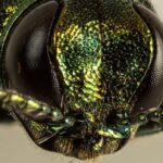 winnipeg-to-start-treating-trees-for-emerald-ash-borer-next-week,-city-says